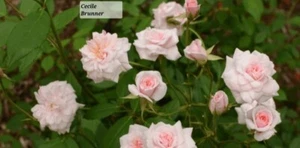 Cecile Brunner Climbing Rose Live Starter Plant - Picture 1 of 8