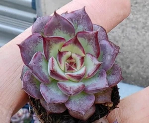 Echeveria 'Sara Himebotan' X Agavoides Romeo Rubin 5cm diameter Succulent - Picture 1 of 3