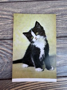 Vintage Alfred Mainzer Postcard With Black & White Kitten - Picture 1 of 3