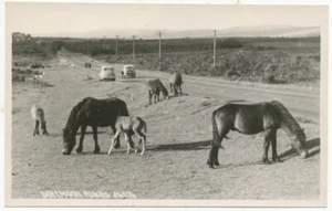 Dartmoor Ponies, Chapman & Son postcard 24704, Devon - Picture 1 of 1