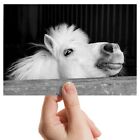 Photograph 6x4" BW - Cute Cheeky White Pony Horse Stable  #37156