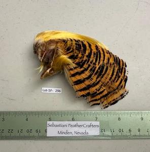 Lotto Sebastiani testa/mantello/punte di fagiano dorato - SF 296 - Foto 1 di 3