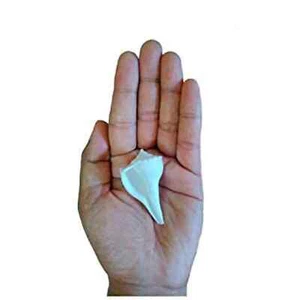 Lakshmi Laxmi Valampuri Sangu Conch Shell Shankh - Small Size (1.5 Inch) - Picture 1 of 3