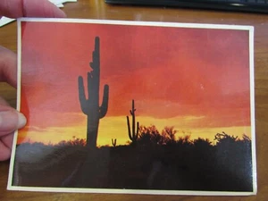 VINTAGE 1970's picture postcard saguaro in ARIZONA SUNSET - Picture 1 of 2