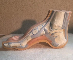 Normalfuß Anatomisches Modell Fußmuskeln Anatomie LESEN - Bild 1 von 7