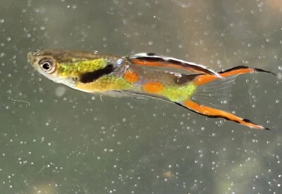 12 Endler гуппи вы выбираете, сколько мужчин и женщин вы хотите. - Изображение 1 из 4