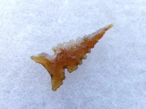 CALIFORNIA --- GLASS---- WINTU POINT----JACKSON --G-9  COA - Picture 1 of 4