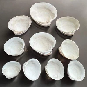 10-Pcs Large White Clam Seashells Thick Round DIY Craft Beach Decor Sea Shells - Picture 1 of 3