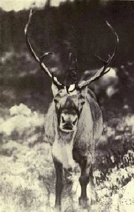 Wild Life and The Camera Book CD 1912 many photos - Picture 1 of 1