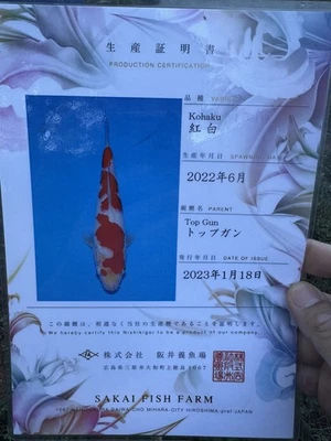 22 inches Sakai Fish kohaku  Japanese Koi Atlanta  - Image 1 of 2