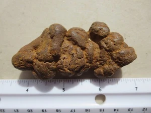 437 FOSSILER SCHILDKRÖTENMIST, KOPROLIT.  CHEHALIS, WA.   EX GESCHLOSSENER ALTER ROCK SHOP - Bild 1 von 2
