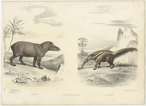 Antique Print of a Tapir and Anteater by by Travies (c.1860) - Picture 1 of 1