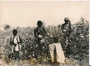 SOUDAN c. 1945 - Récolte du Coton Afrique - A.O.F. 43 - Picture 1 of 1