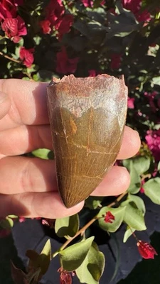 Carcharodontosaurus 2.44” Theropod Dinosaur Tooth - Kem Kem Beds - Morocco - Image 1 of 4