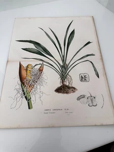 19th C. Louis Van Houtte Ludovia lancifolia Botanical Plate Large 13" x 10" - Picture 1 of 9