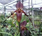 Paphiopedilum Wilheliminiae Orchid Plant Species Bloom Size Cites Phyto