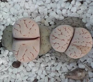 Semillas Lithops ruschiorum v. lineata C314 20 piezas 2024y - Imagen 1 de 2