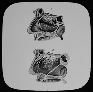 Magische Laternenfolie HUMAN PHYSIOLOGY NO42 NOSE SEC C1888 MEDIZINISCHE ILLUSTRATION - Bild 1 von 2