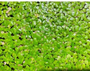 *BUY 2 GET 1 FREE* 2000+ Duckweed Lemna Minor Easy Live Aquarium Floating Plant✅ - Picture 1 of 3