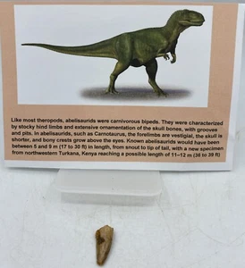 Dientes de rapata Abelisaurus dinosaurio cretácico Marruecos certificado de autenticidad real sin reparación A36 - Imagen 1 de 2