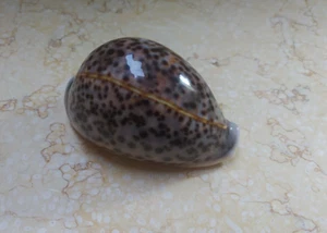 F cypraea pantherina GEM schöne Farbe rot Muschel natur glänzend F++++ 84,1mm - Bild 1 von 13