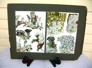 1927  MATHURIN MEHEUT  Etude De La Foret Print, Lichens & Mosses  Plate  # 94 - Picture 1 of 8