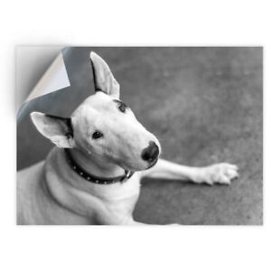 1 x Vinyl Sticker A4 - BW - English Bull Terrier Dog #39062