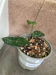 (7A1) Rare Carnosa Wilbur Graves shiny thick silvery splashy leaves established - Picture 1 of 4