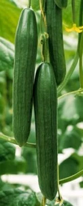 CUCUMBER EUPHYA F1 - 5 SEEDS - ALL FEMALE - Picture 1 of 2