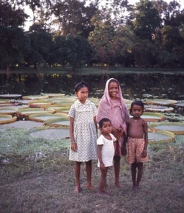 Vintage Stereo Realist Photo 3D Slide INDIA Botanical Garden Lotus Calcutta Kids - Picture 1 of 2