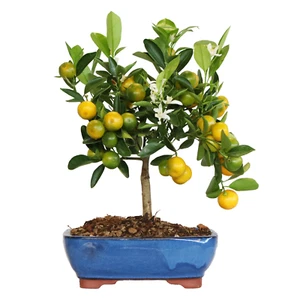 Bonsai Citrus Calamondino - Bonsai Mandarino Nano - Piante Vere da Frutto - Foto 1 di 4