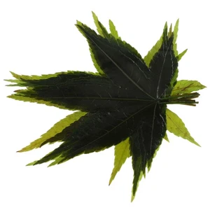 1 Bag Japanese Maple Leaf Sushi Tray Sashimi Serving Tray Food - Picture 1 of 12