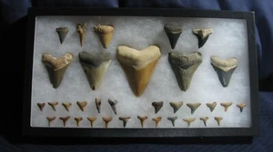 Riker Vitrine 14 x 8 x 1 Pfeilspitzen Fossil Pin Medaille Münzen USA Shadow Box - Bild 1 von 14