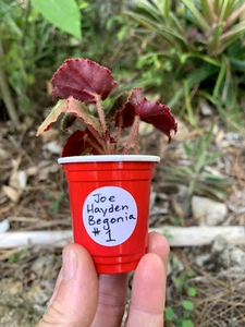 Joe Hayden Begonia(Reichenheimii x B. mazae) Live Plant Exact Specimen Small #1 - Picture 1 of 6
