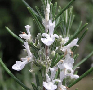Rosmarinus officinalis erectus cv "alba" - Romero blanco erguido - Imagen 1 de 2