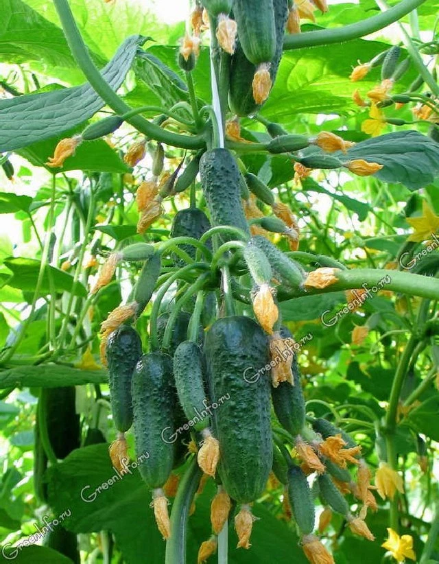 RUSSIAN ORIGINAL PICKLING CUCUMBER SEEDS - PROLIFIC F1 HYB 6-8 FROM ONE SPOT ! - Image 1 of 1