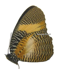 Mariposa/Nymphalidae sin montar - Elymniopsis (Elymnias) bammakoo bammakoo, coche - Imagen 1 de 1