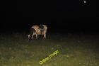 Photo 12x8 West Somerset : Grassy Field &amp; Cow Steart/ST2745 A cow enjoyin c2012