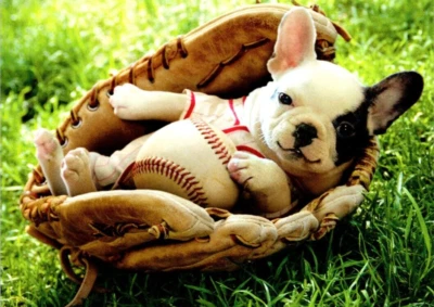 AVANTI FRENCH BULLDOG BASEBALL MITT CONGRATULATIONS GREETING CARD w Envelope C20 - Image 1 of 3