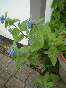 2 ORGANIC NORFOLK BLUE COMFREY HERBS,MIRACLE PLANT FOOD,BEE LOVING PLANT - Picture 1 of 3