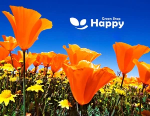CALIFORNIAN POPPY GOLDEN WEST - 2500 SEEDS - Eschscholzia californica - FLOWER - Picture 1 of 4