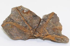 Schlangenstern, Bohemura jahni, Ordovizium, Sandbian, Chrustenice, CZE -b809 - Picture 1 of 4