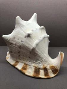 Cassis Cornuta 27cm Large 1.5kg, Sea shell, Horned helmet, Cassidae, home decor - Picture 1 of 18