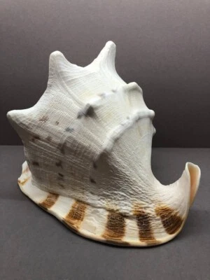 Cassis Cornuta 27cm Large 1.5kg, Sea shell, Horned helmet, Cassidae, home decor - Image 1 of 4