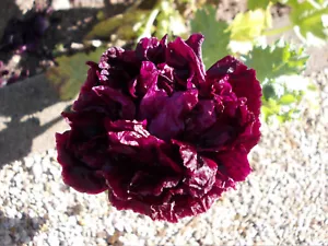 DUNKLER MOHN-BLACK PEONY-DICHT GEFÜLLTE BLÜTEN-PAPAVER SOMNIFERUM-100 SAMEN - Bild 1 von 9