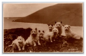 RPPC Confezione Cani Scottish Terrier Scotty Dogs UNP Cartolina Z4 - Foto 1 di 2