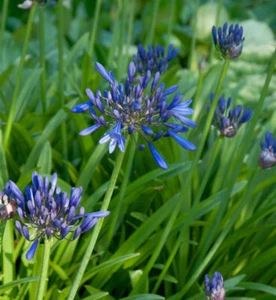 Schmucklilie Navy Blue - Agapanthus africanus - Bild 1 von 1