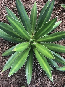 6-8" Agave lophantha ‘Slendida’, Variegated, center stripe, lovely plant! - Picture 1 of 5