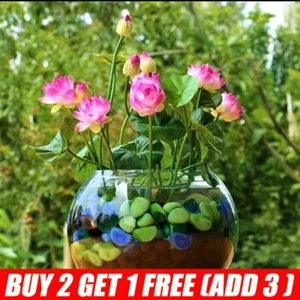 30/60/90 Seeds Lotus Mix Flower Seed Hand Picked Aquatic Plants Water Garden AU - Picture 1 of 19