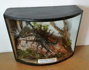 Taxidermy Asian Forest Scorpion (Heterometrus Cyaneus) In Bow Fronted Black Case - Picture 1 of 6